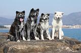 AKITA INU 221